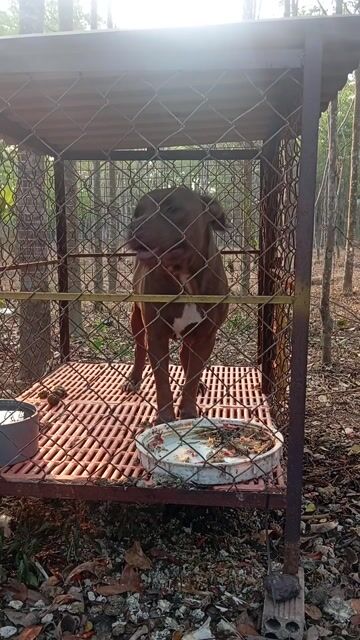 Chó Pitbull cái trưởng thành. Mua bán Chó tại Huyện Trảng Bom Đồng Nai được đăng bởi Trần Văn lưu hình 1