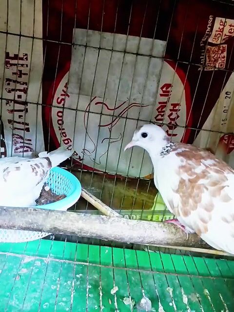 Chim Thái Vân Hoa Đỏ Trắng Nâu. Mua bán Chim tại Huyện Lấp Vò Đồng Tháp được đăng bởi PH Dinh hình 1