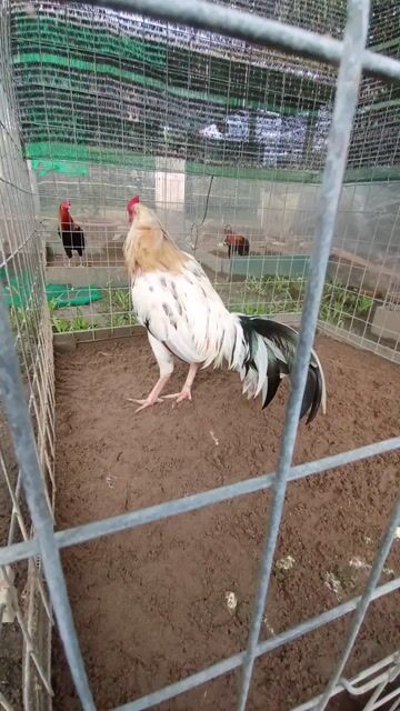 Thái mỹ cân lượng nhẽ. Mua bán Gà tại Huyện Châu Thành Kiên Giang được đăng bởi linh hình 1