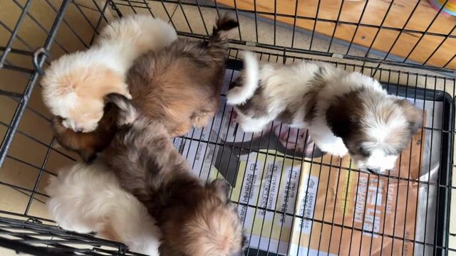 Chó Nhật Cute. Mua bán Chó tại Thành phố Buôn Ma Thuột Đắk Lắk được đăng bởi Khoa hình 1