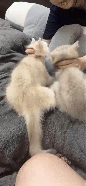 Bán mèo ALN  siêu xinh – golden sáng 🐾. Mua bán Mèo tại Huyện Hoài Đức Hà Nội được đăng bởi Huyền Chuc Hương Châu hình 1