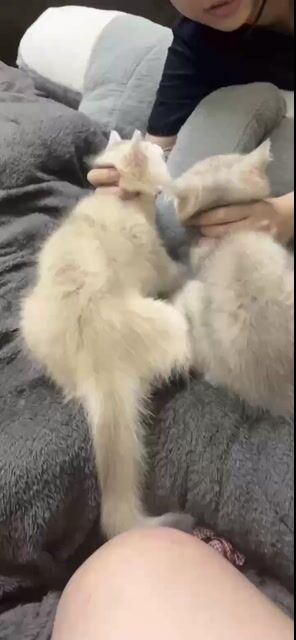 Bán mèo ALN  siêu xinh – golden sáng 🐾. Mua bán Mèo tại Huyện Hoài Đức Hà Nội được đăng bởi Huyền Chuc Hương Châu hình 1