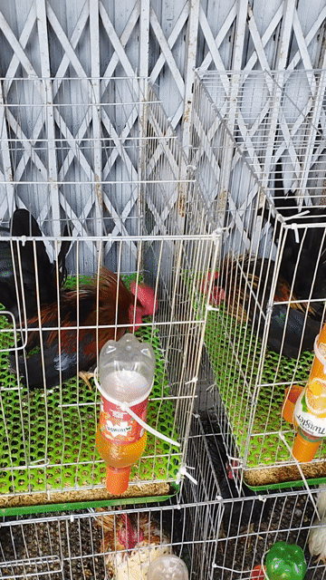 Gà Serama trống 8 tháng đa sắc. Mua bán Gà tại Quận Cái Răng Cần Thơ được đăng bởi Lê Xuân Phước  hình 1