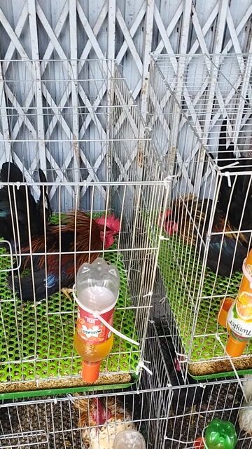 Gà Serama trống 8 tháng đa sắc. Mua bán Gà tại Quận Cái Răng Cần Thơ được đăng bởi Lê Xuân Phước  hình 1