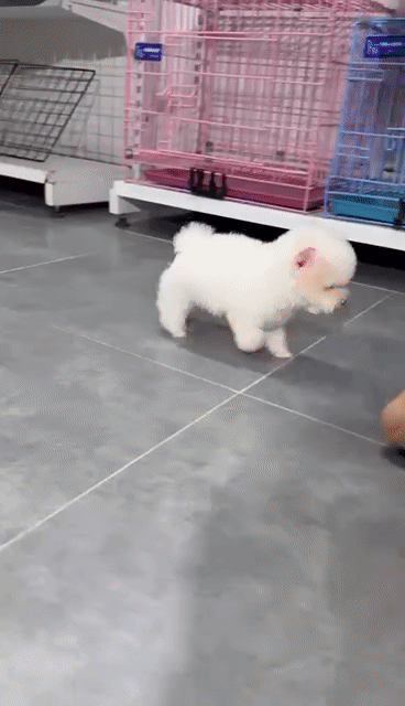 Chó Poodle Tini Đực Trắng. Mua bán Chó tại Quận Hà Đông Hà Nội được đăng bởi Nguyễn Ngọc Hân hình 1