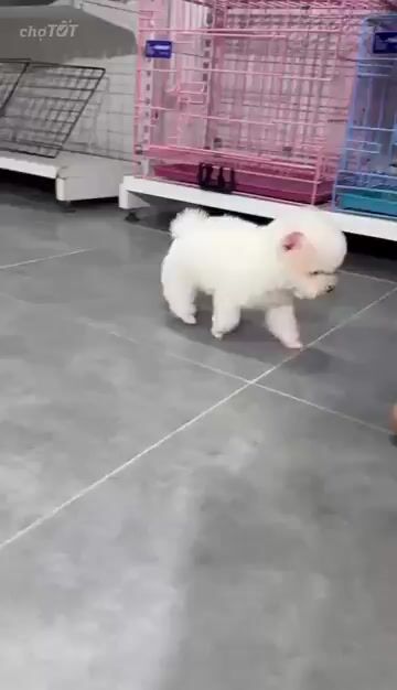 Chó Poodle Tini Đực Trắng. Mua bán Chó tại Quận Hà Đông Hà Nội được đăng bởi Nguyễn Ngọc Hân hình 1