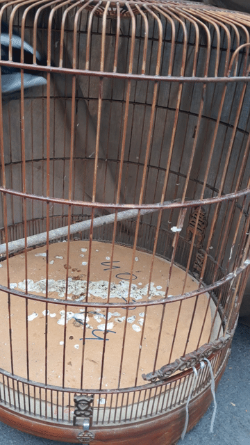 Chim Chìa Voi 4 vu đang Thay lông .Chim bự Con. Mua bán Chim tại Quận Phú Nhuận Tp Hồ Chí Minh được đăng bởi Hoàng Trần hình 1