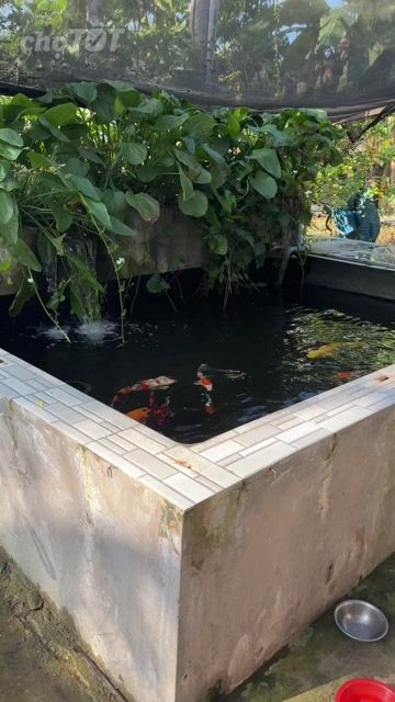 Cá Koi Đa sắc Khỏe mạnh. Mua bán Thú cưng khác tại Huyện Kế Sách Sóc Trăng được đăng bởi ĐangNguyen77 hình 1