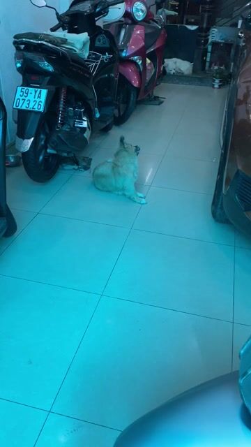 Noza Grande.Hybrid Smakey.Abs,10000Km.Sx 2019.BSTP. Mua bán Xe máy tại Quận Gò Vấp Tp Hồ Chí Minh được đăng bởi Phùng Anh Tuấn  hình 1