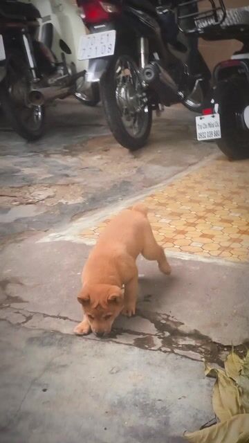 Chó Mông Cộc Đực Vàng Bò + Lưỡi Đen. Chuẩn Giống