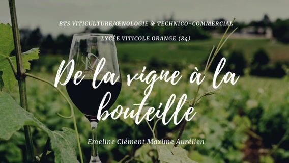 De la vigne à la bouteille