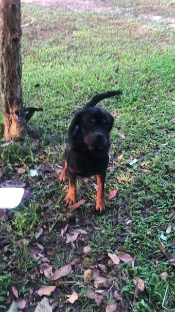 Chó Rottweiler đực 12 tháng đã tiêm. Mua bán Chó tại Huyện Bình Chánh Tp Hồ Chí Minh được đăng bởi Quốc Cường hình 1