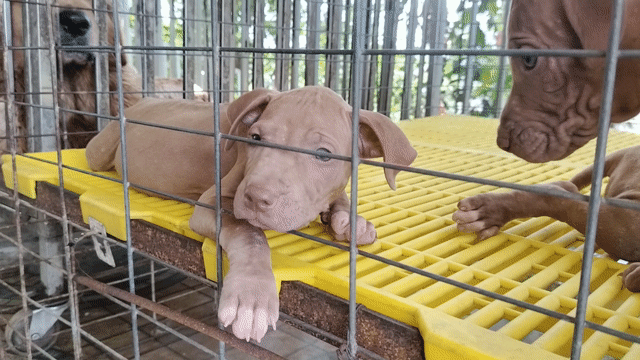 Chó Pitbull lai Xoáy Thái cái đã tiêm 1 mũi. Mua bán Chó tại Huyện Đức Hòa Long An được đăng bởi HUỲNH TRÚC  hình 1