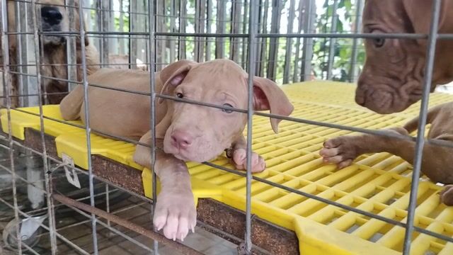 Chó Pitbull lai Xoáy Thái cái đã tiêm 1 mũi. Mua bán Chó tại Huyện Đức Hòa Long An được đăng bởi HUỲNH TRÚC  hình 1