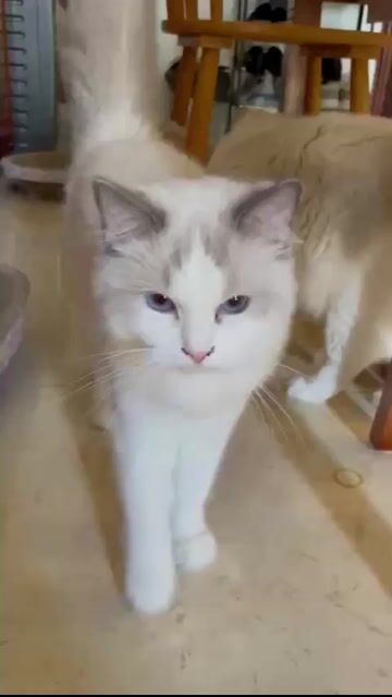 Mèo 6 tháng đã tiêm chủng. Mua bán Mèo tại Quận Phú Nhuận Tp Hồ Chí Minh được đăng bởi Lưu Khả hình 1