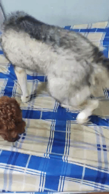 Chó Husky Đen trắng đã tiêm. Mua bán Chó tại Quận 8 Tp Hồ Chí Minh được đăng bởi Đặng Văn Duy hình 1