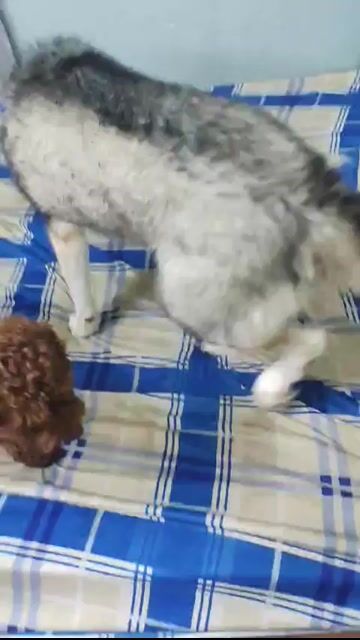 Chó Husky Đen trắng đã tiêm. Mua bán Chó tại Quận 8 Tp Hồ Chí Minh được đăng bởi Đặng Văn Duy hình 1