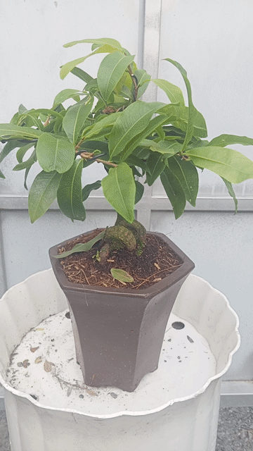Mai vàng giảo bonsai mini để bàn hàng già mùa. Mua bán Cây cảnh, đồ trang trí tại Huyện Củ Chi Tp Hồ Chí Minh được đăng bởi Cây kiểng giá rẻ LT3 hình 1