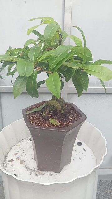 Mai vàng giảo bonsai mini để bàn hàng già mùa. Mua bán Cây cảnh, đồ trang trí tại Huyện Củ Chi Tp Hồ Chí Minh được đăng bởi Cây kiểng giá rẻ LT3 hình 1