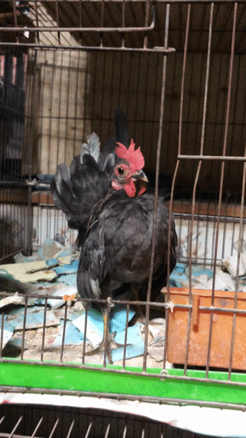 combo 3be gà 500. Mua bán Gà tại Huyện Bình Chánh Tp Hồ Chí Minh được đăng bởi Hoang Nghi hình 1