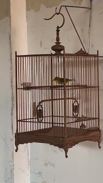 Chim Khuyên 2 mùa líu pha choe. Mua bán Chim tại Quận Bình Thạnh Tp Hồ Chí Minh được đăng bởi trần Ngọc An hình 1