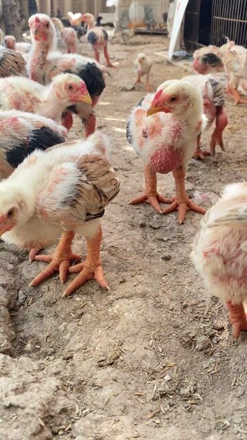 Gà Đông Tảo giống 2 tháng. Mua bán Gà tại Huyện Hòa Bình Bạc Liêu được đăng bởi Phong Hoàng hình 1