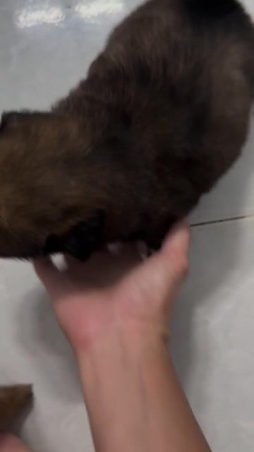 Chó con lai đã biết ăn có vía. Mua bán Chó tại Huyện Bình Chánh Tp Hồ Chí Minh được đăng bởi Tin còn đăng là hàng còn nhé hình 1