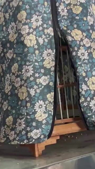 Chim chào mào hót tốt. Mua bán Chim tại Quận Bình Thạnh Tp Hồ Chí Minh được đăng bởi heri hình 1