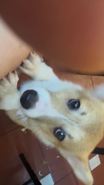 Chó Corgi. Mua bán Chó tại Quận Hai Bà Trưng Hà Nội được đăng bởi Trương Thị Ngân hình 1
