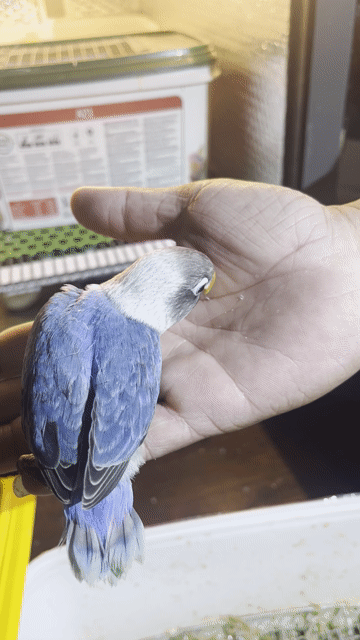 Vẹt Lovebird Đút bột. Mua bán Chim tại Quận Gò Vấp Tp Hồ Chí Minh được đăng bởi Phương Mai hình 1