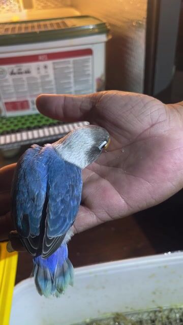 Vẹt Lovebird Đút bột. Mua bán Chim tại Quận Gò Vấp Tp Hồ Chí Minh được đăng bởi Phương Mai hình 1