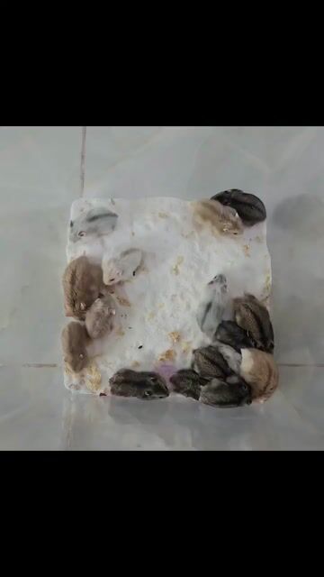 Chuột Hamster winter white. Mua bán Thú cưng khác tại Quận Cái Răng Cần Thơ được đăng bởi Hammie Heamster hình 1