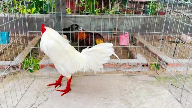 Gà chọi đực chân xanh trắng 3.3kg. Mua bán Gà tại Huyện Tịnh Biên An Giang được đăng bởi Ngôn Phạm hình 1