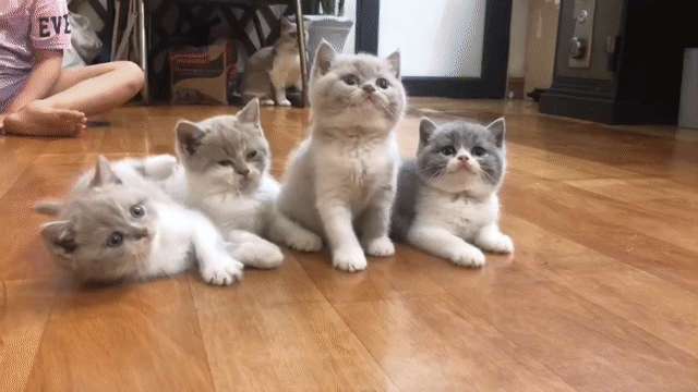 Mèo Anh lông ngắn 2 tháng tuổi Bi fawn, bicolor. Mua bán Mèo tại Quận Hai Bà Trưng Hà Nội được đăng bởi Duy Minh hình 1