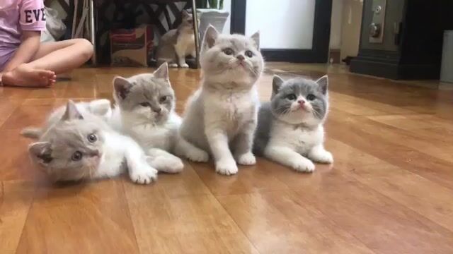 Mèo Anh lông ngắn 2 tháng tuổi Bi fawn, bicolor. Mua bán Mèo tại Quận Hai Bà Trưng Hà Nội được đăng bởi Duy Minh hình 1