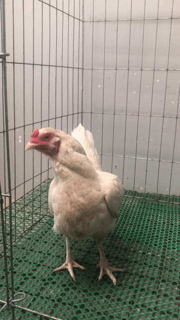 Gà Mái 2.5kg Trắng. Mua bán Gà tại Quận Tân Bình Tp Hồ Chí Minh được đăng bởi Siêu Mỹ Việt  hình 1