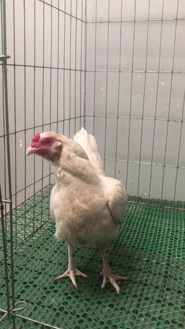 Gà Mái 2.5kg Trắng. Mua bán Gà tại Quận Tân Bình Tp Hồ Chí Minh được đăng bởi Siêu Mỹ Việt  hình 1