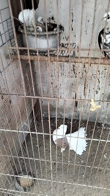 Chim bồ câu Trắng Nâu 4 bé. Mua bán Chim tại Huyện Bến Lức Long An được đăng bởi Phong Phong hình 1