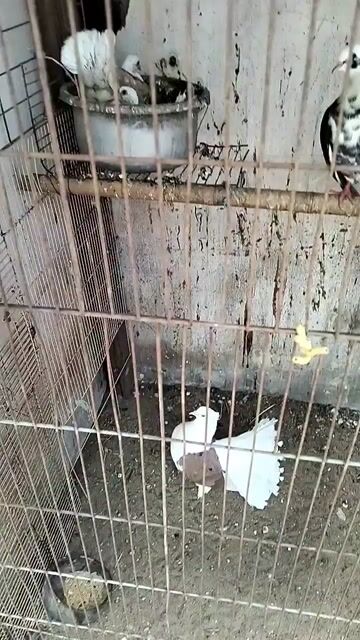 Chim bồ câu Trắng Nâu 4 bé. Mua bán Chim tại Huyện Bến Lức Long An được đăng bởi Phong Phong hình 1