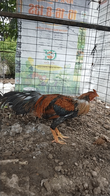 Gà trống tơ mới vô 3k. Mua bán Gà tại Huyện Gò Công Tây Tiền Giang được đăng bởi thanh kha hình 1