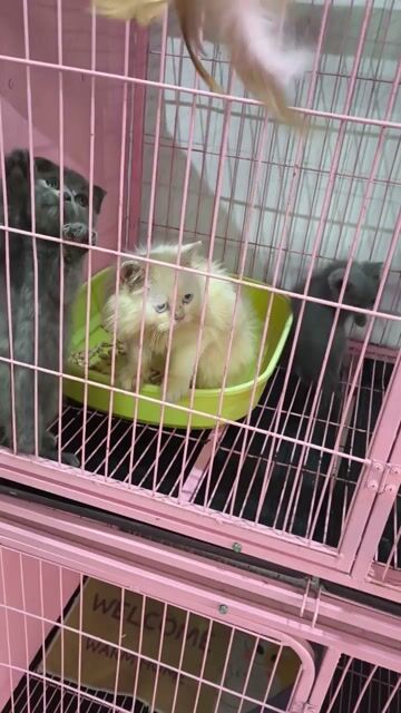 Mèo tai cụp Xám lông mềm mượt. Mua bán Mèo tại Thành phố Vĩnh Long Vĩnh Long được đăng bởi Minh Luan Huynh hình 1