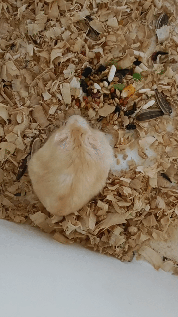 Chuột Hamster Cái Nhiều màu Hiền lành. Mua bán Thú cưng khác tại Huyện Phụng Hiệp Hậu Giang được đăng bởi Phương Linh hình 1