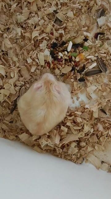 Chuột Hamster Cái Nhiều màu Hiền lành. Mua bán Thú cưng khác tại Huyện Phụng Hiệp Hậu Giang được đăng bởi Phương Linh hình 1
