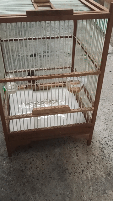 Chim cảnh màu Nâu. Mua bán Chim tại Quận 12 Tp Hồ Chí Minh được đăng bởi Khổng tước  hình 1