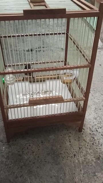 Chim cảnh màu Nâu. Mua bán Chim tại Quận 12 Tp Hồ Chí Minh được đăng bởi Khổng tước  hình 1