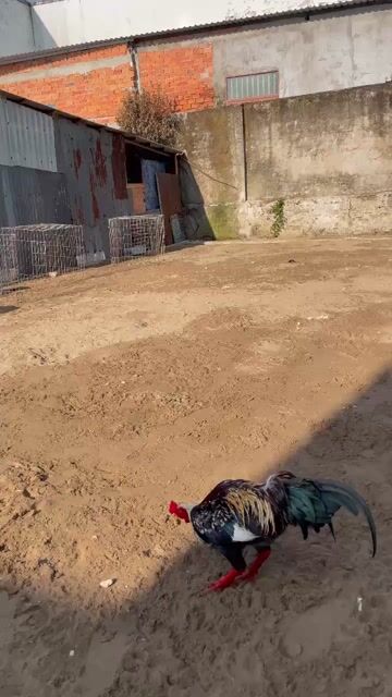 Chuối 3kg1. Mua bán Gà tại Huyện Mỹ Xuyên Sóc Trăng được đăng bởi ân hình 1