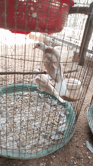 Chim Cu Thái bông Nâu trắng. Mua bán Chim tại Huyện Bình Đại Bến Tre được đăng bởi THIỆN HÀO hình 1