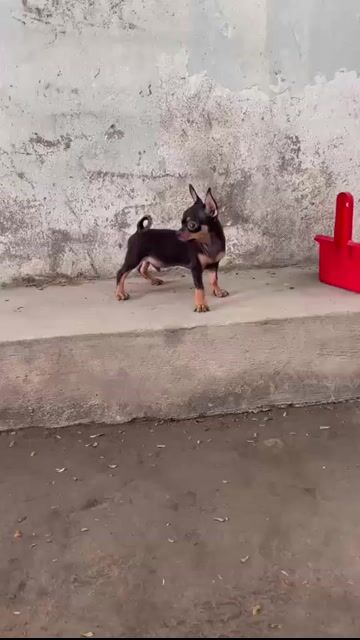 chihuahua thuần chủng 4 tháng Đực. Mua bán Chó tại Quận 12 Tp Hồ Chí Minh được đăng bởi tý hình 1