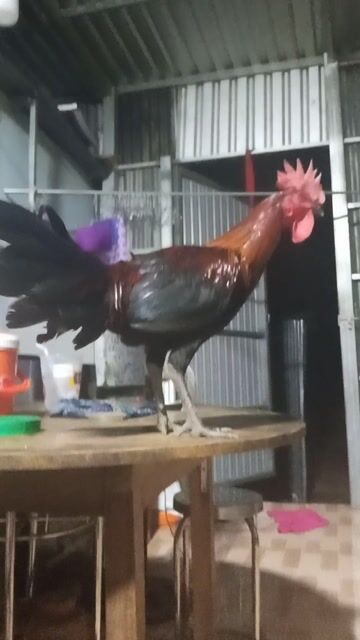 Gà Peru rặc 6 tháng. Mua bán Gà tại Huyện Chợ Mới An Giang được đăng bởi Nhựt Dương hình 1