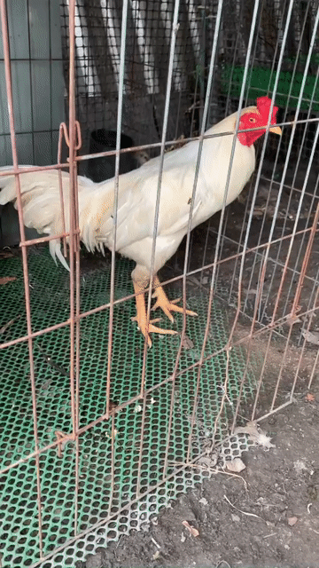 Gà chọi Trắng 3kg. Mua bán Gà tại Huyện Bình Chánh Tp Hồ Chí Minh được đăng bởi ae chơi trải nghiệm tự đánh giá hình 1